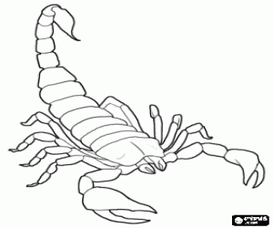 Coloriage Le scorpion est un arachnide