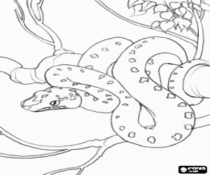Coloriage Le serpent enroulé sur la branche