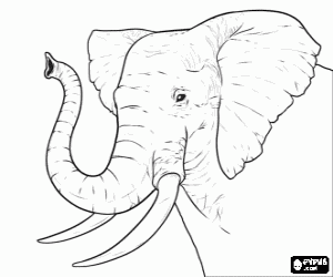 Coloriage Tête d'un grand éléphant