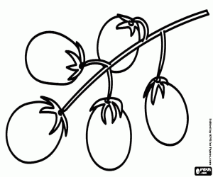 Coloriage Tomates cerises en branche
