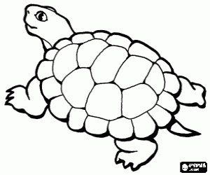 Coloriage Tortue avec une belle carapace