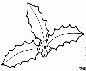 Coloriage Trois feuilles de houx avec fruits