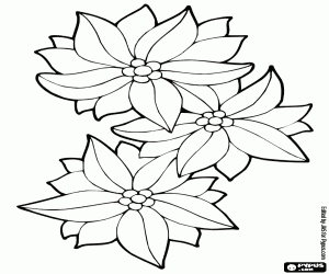 Coloriage Trois poinsettias, étoiles de Noël