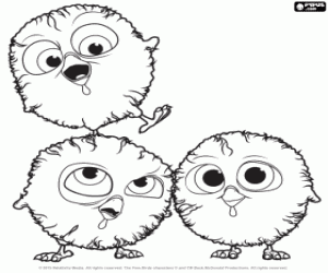 Coloriage Trois poussins de dinde