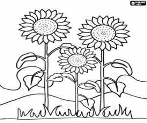 Coloriage Trois tournesols dans un champ