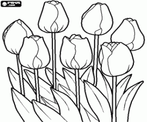 Coloriage Tulipes dans le champ