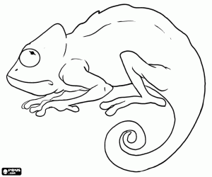 Coloriage Un caméléon en état d'alerte