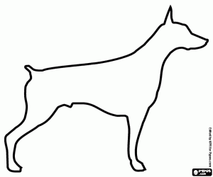Coloriage Un chien Doberman, sa silhouette