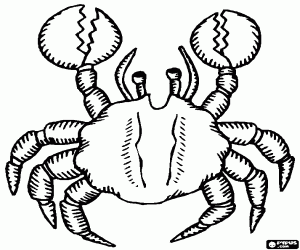 Coloriage Un crabe terrestre