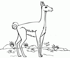 Coloriage Un guanaco solitaire