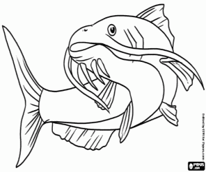 Coloriage Un poisson-chat, une espèce de poisson