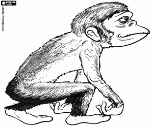Coloriage Un primate hominidé