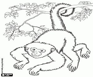 Coloriage Un singe à l'envers vers le bas