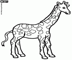 Coloriage Une belle girafe
