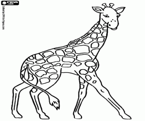 Coloriage Une girafe adulte