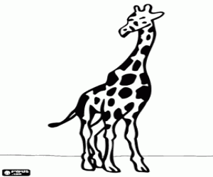 Coloriage Une girafe, vue de face
