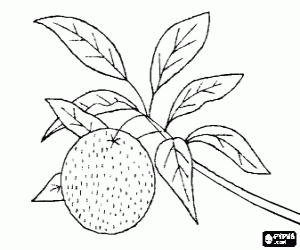 Coloriage Une mandarine sur l'arbre