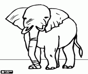 Coloriage Vieil éléphant