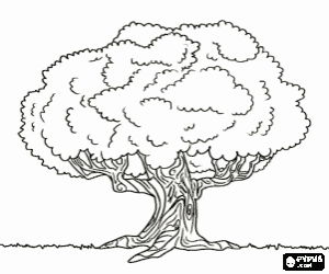 Coloriage Vieux chêne