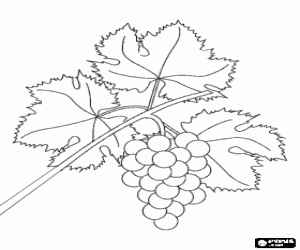 Coloriage Vigne avec raisins, le fruit de la vigne ou vignoble