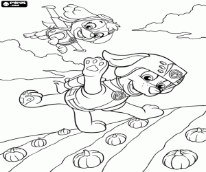 Coloriage Zuma, Skye et un champ de citrouilles